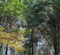 东湖吹笛景区-马鞍山森林公园