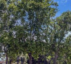 禹州森林植物园