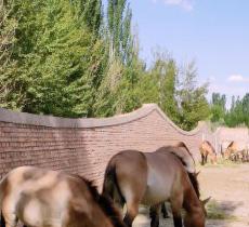 神州荒漠野生动物园