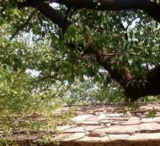 香木河自然保护区