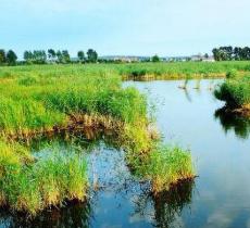 白渔泡湿地公园