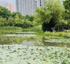 红星社区公园