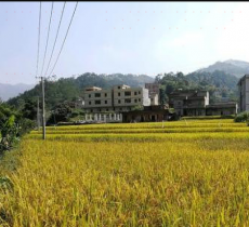 吉度村