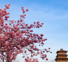 古柏渡丰乐樱花园