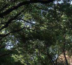 香樟路
