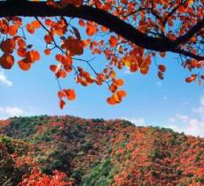 甘山国家森林公园