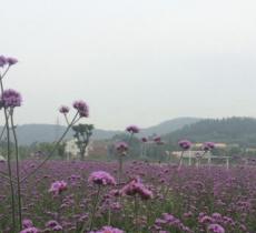香草花田