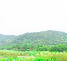 黄山鲁森林公园