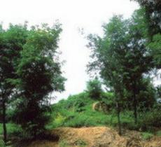 夏都阳城