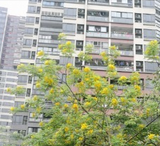 金沙洲新社区-文体广场