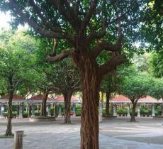 沙园公园