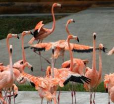 北方森林动物园