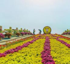 龙亭公园赏菊花