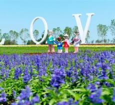 普罗旺斯薰衣草庄园