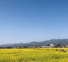 浏阳高坪镇油菜花观赏基地