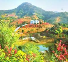 从化大金峰百花果景区
