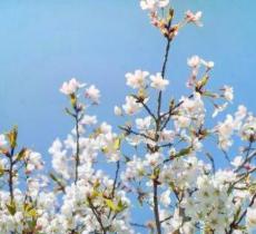 青龙官场梨花节