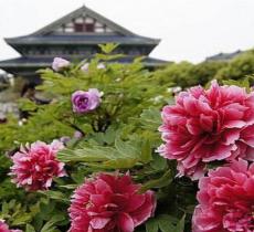 花田厝鲜花艺术小镇