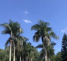 海南热带植物园