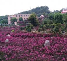 花海石林风景区