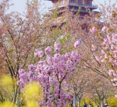 碧沙岗公园
