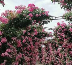 美林花卉植物园