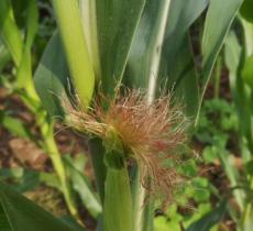 开封市可望黄河农耕文化博物馆