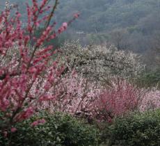 雨花胜境
