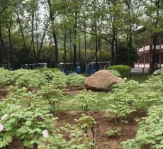 洛阳郁金香牡丹公园