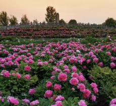 神州牡丹园