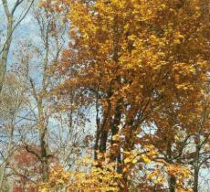 八里湾国家森林公园