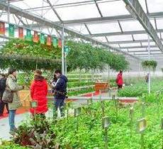 中国芹菜博物馆