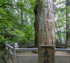 大树王景区