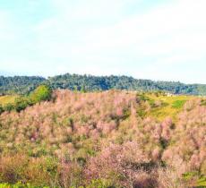 沈家山森林公园