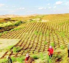 白芨滩自然保护区