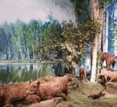 贺兰山自然博物馆