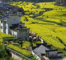 汪槎村