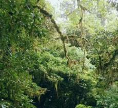 立新原始森林景区