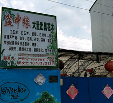 盆中缘植物大观园