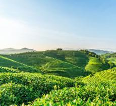 杭州龙坞茶村