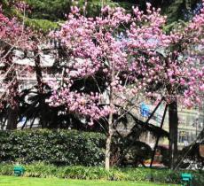 紫荆公园