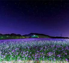 紫云花汐薰衣草庄园
