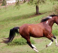 关山大唐私家牧场