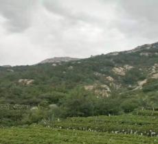 大泽山