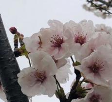 蒹葭泛月