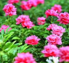 芍药谷