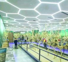 Future Zoo未来动物城（杭州大悦