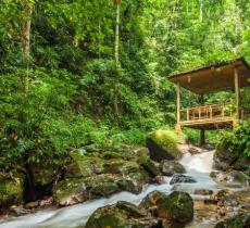 莫里热带雨林景区