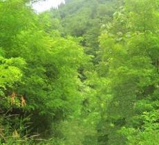 黄巢堡森林公园