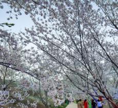 旅顺二〇三樱花园
